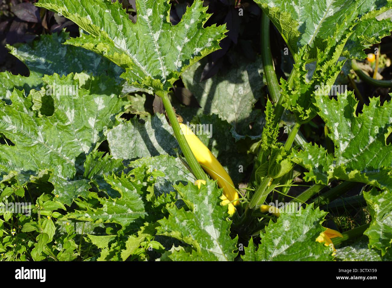 Yellow courgette (zucchini) plant with yellow fruits. Dutch garden, October, Netherlands. Stock Photo