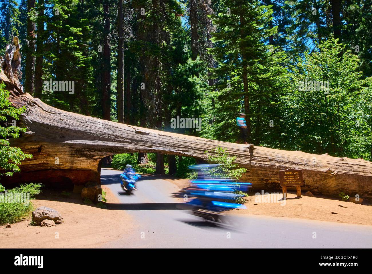 sequoia national park tunnel log
