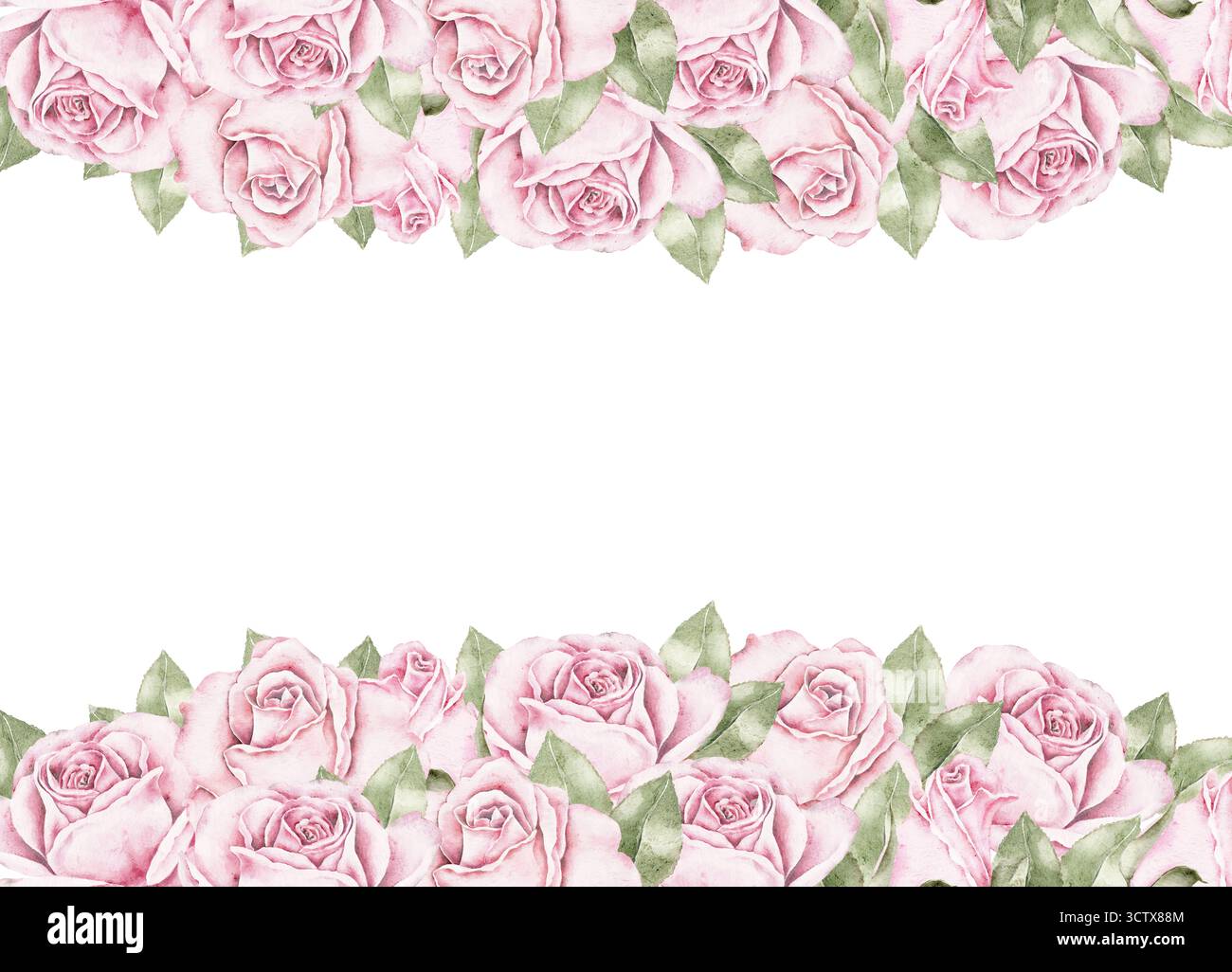 Pink Roses Bottom Line Watercolor floral border of pink roses placed on top and bottom edges ...
