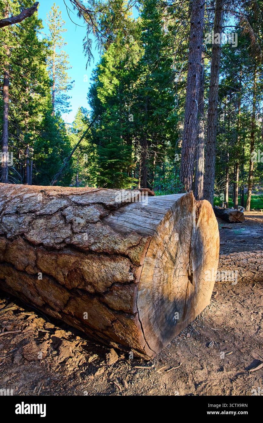 Sequoia national park tree ring hi-res stock photography and images - Alamy