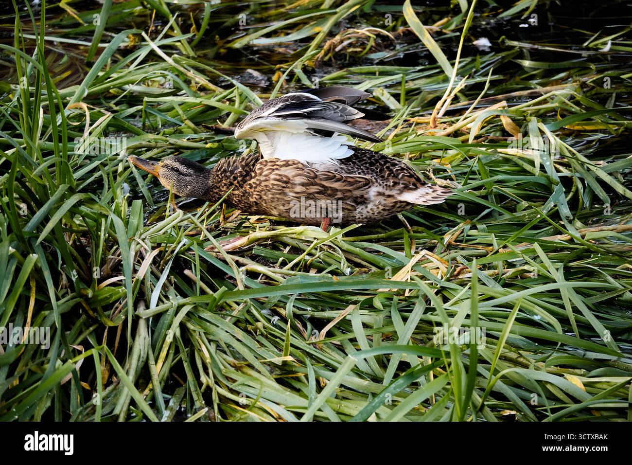 Duck and reeds hi-res stock photography and images - Alamy