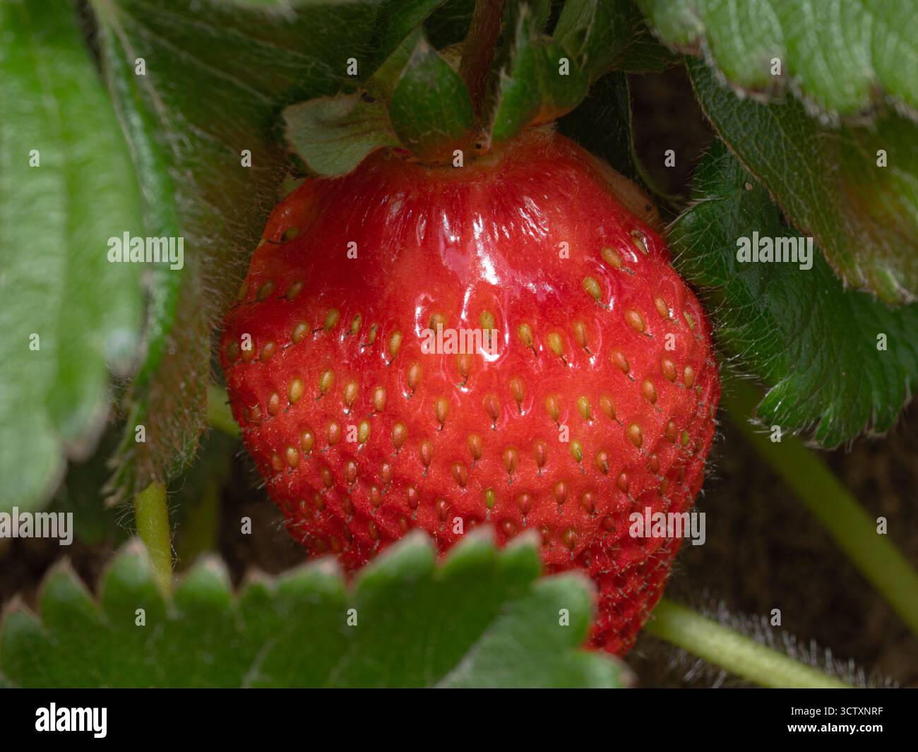 Deliciosas Frutillas o fresas rojas en su planta Stock Photo