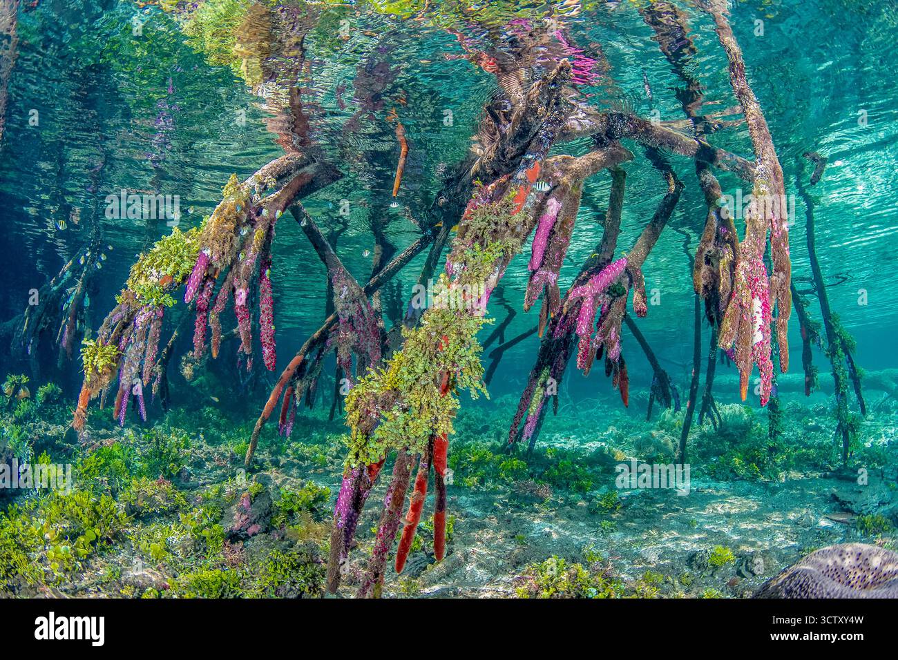 red mangrove, Rhizopora sp., aerial prop roots, covered in colonial ...