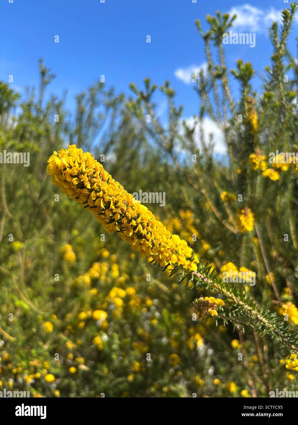 Parrot pea (Dillwynia floribunda), spring wildflower in Sydney Harbour National Park, Sydney, NSW, Australia - Smartphone Captured Stock Image