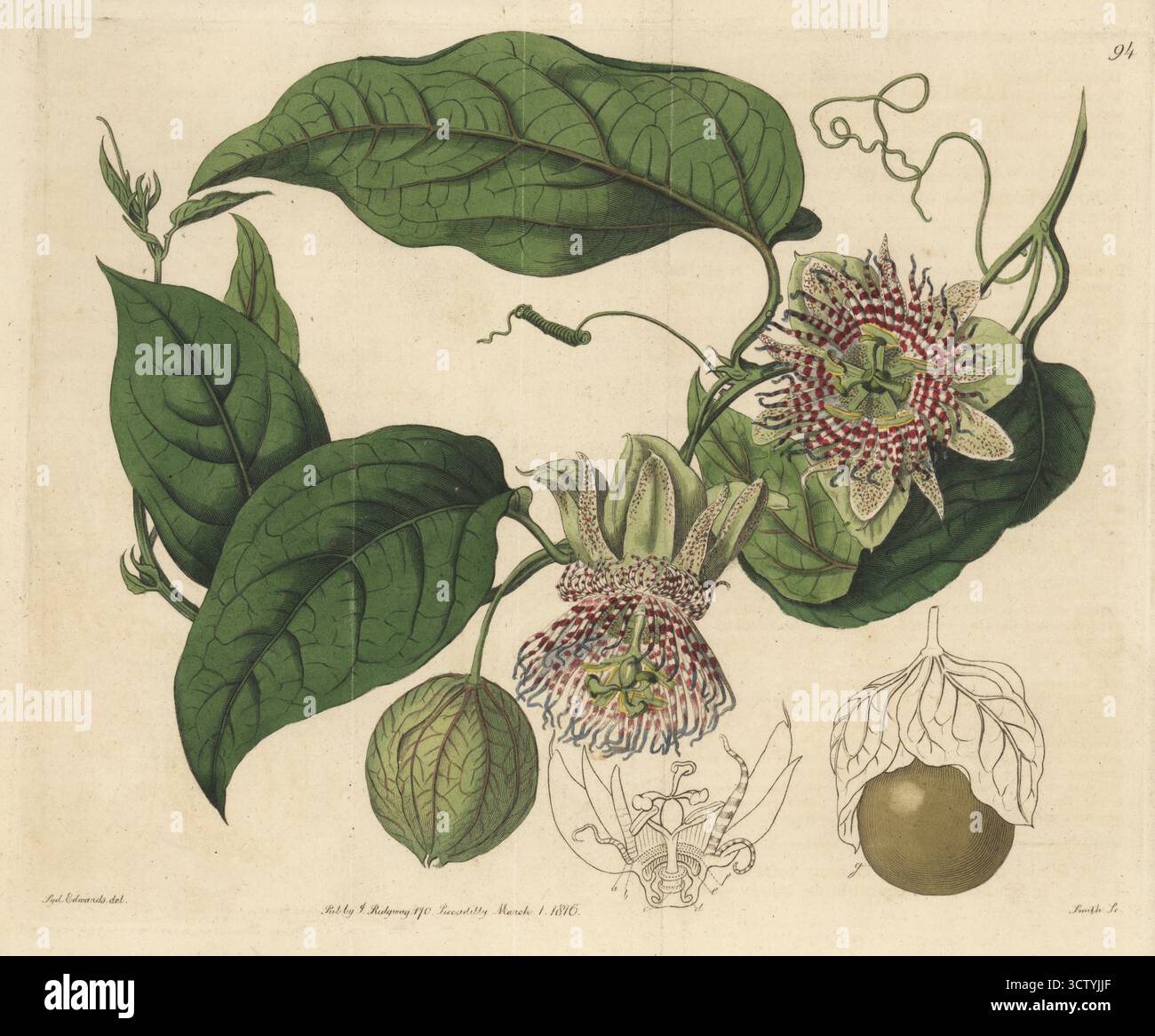 Sweet calabash, conch apple, wild purple passionfruit, sweet cup or apple-fruited passionflower, Passiflora maliformis. Native to Jamaica and the West Indies, drawn from a plant in James Vere's collection at Kensington Gore. Handcoloured copperplate engraving by P.W. Smith after a botanical illustration by Sydenham Edwards from his own Botanical Register, J. Ridgeway, London, 1816. Stock Photo