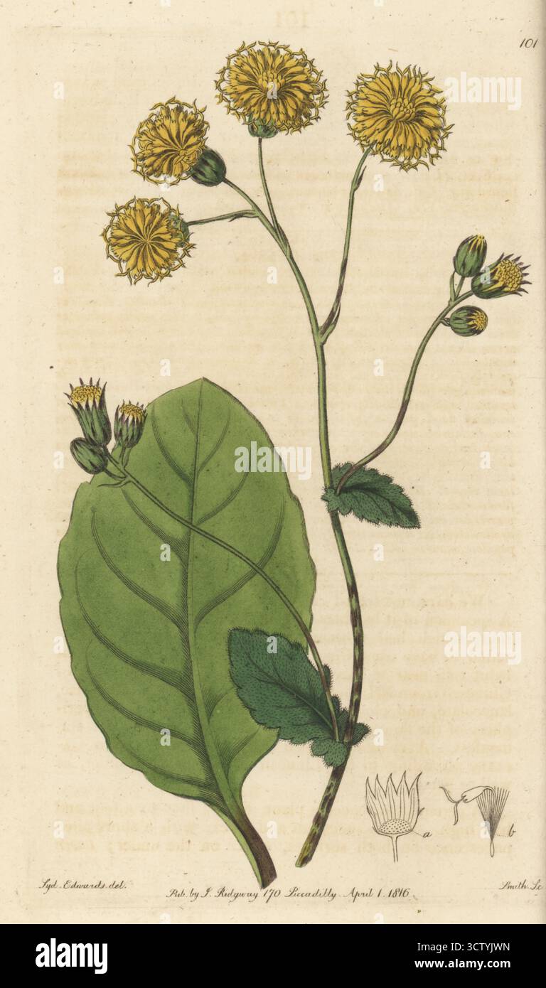 Gynura divaricata. Oval-leaved cacalia, Cacalia ovalis. Native to China, Asia. From a plant in the hothouse of Scottish nurserymen James Lee and Lewis Kennedy’s nursery, Hammersmith. Handcoloured copperplate engraving by P.W. Smith after a botanical illustration by Sydenham Edwards from his own Botanical Register, J. Ridgeway, London, 1816. Stock Photo