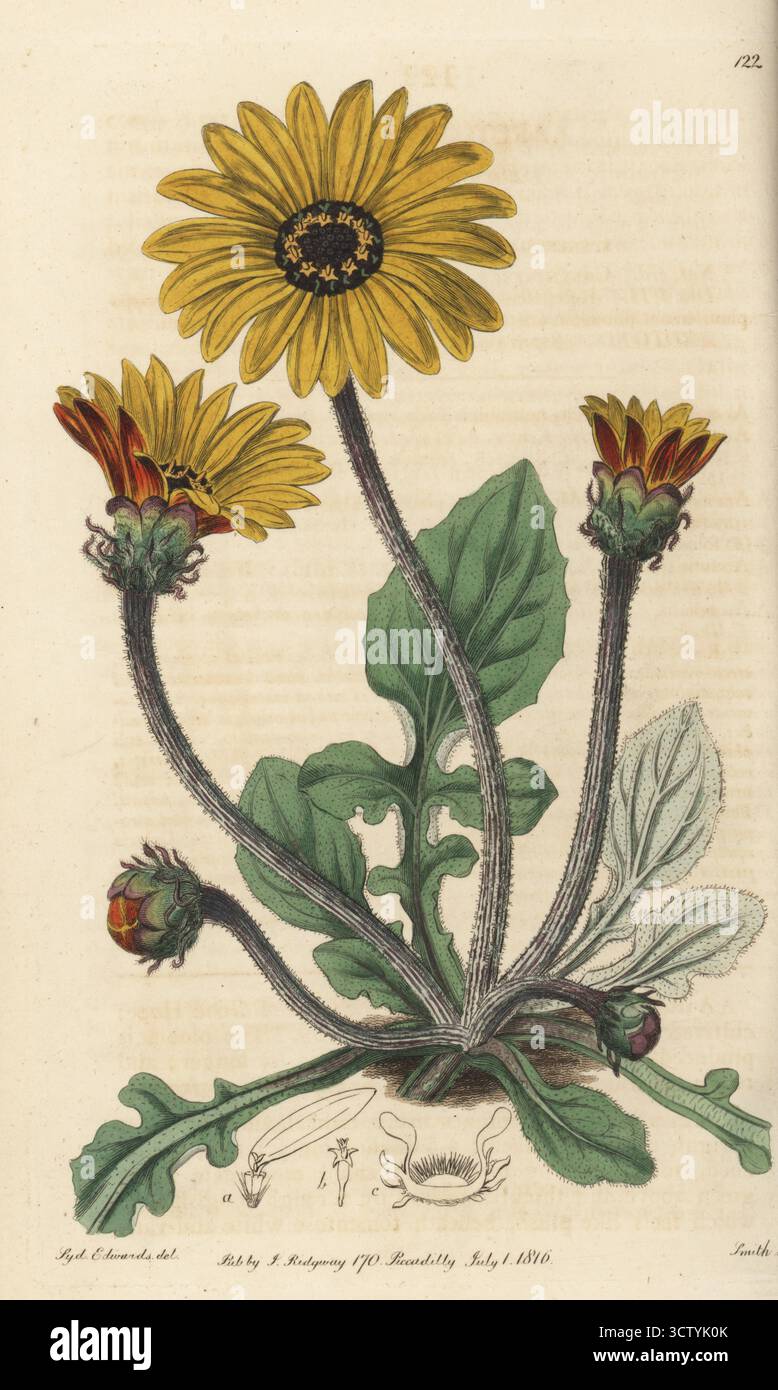 Dwarf arctotis, Arctotis acaulis. Native to the Cape of Good Hope, South Africa, drawn at the nursery of Scottish nurserymen James Lee and Lewis Kennedy, Hammersmith. Handcoloured copperplate engraving by P.W. Smith after a botanical illustration by Sydenham Edwards from his own Botanical Register, J. Ridgeway, London, 1816. Stock Photo