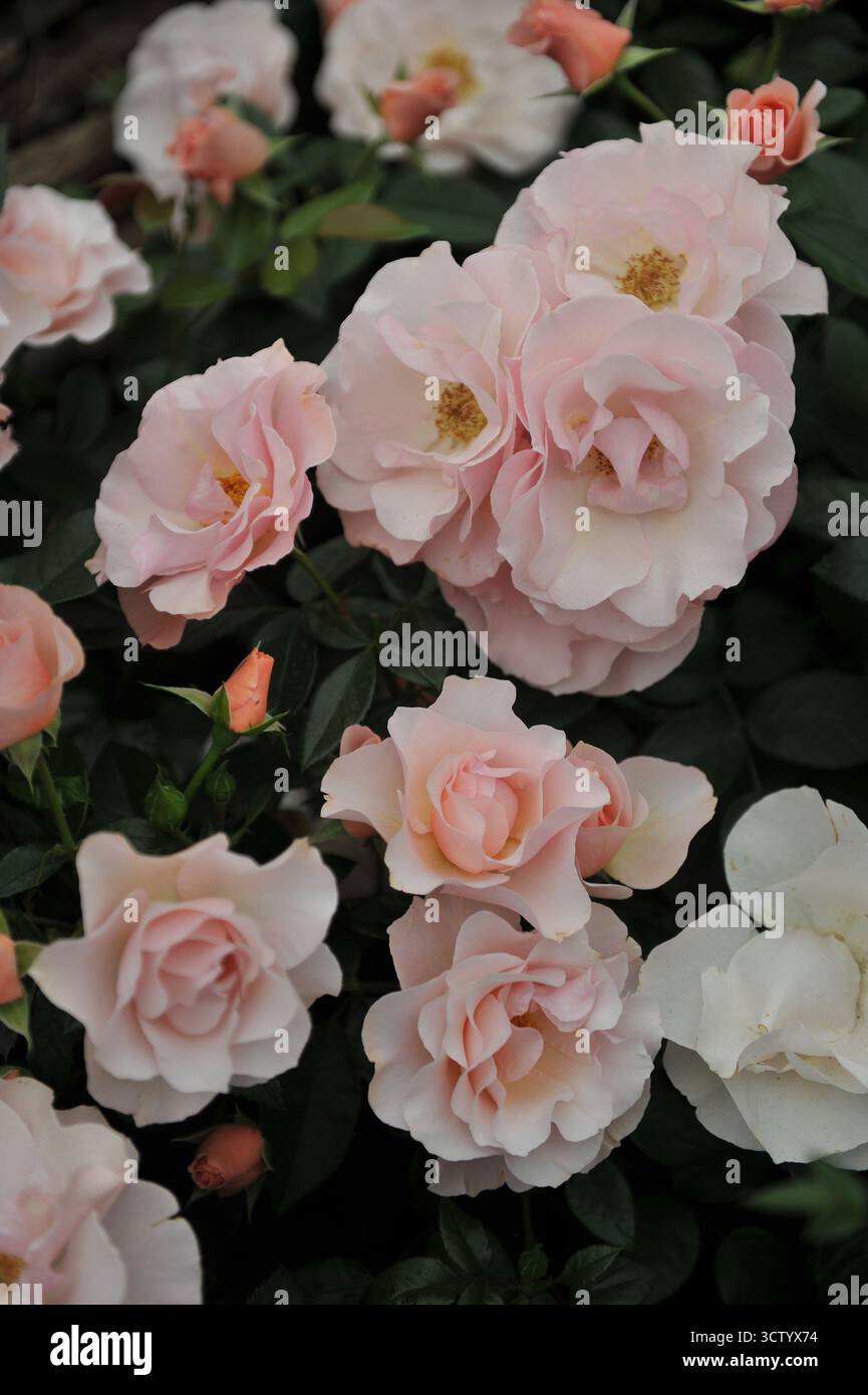 Pink English Shrub Roses Light pink English shrub rose (Rosa) Linda Lee blooms on an exhibition ...