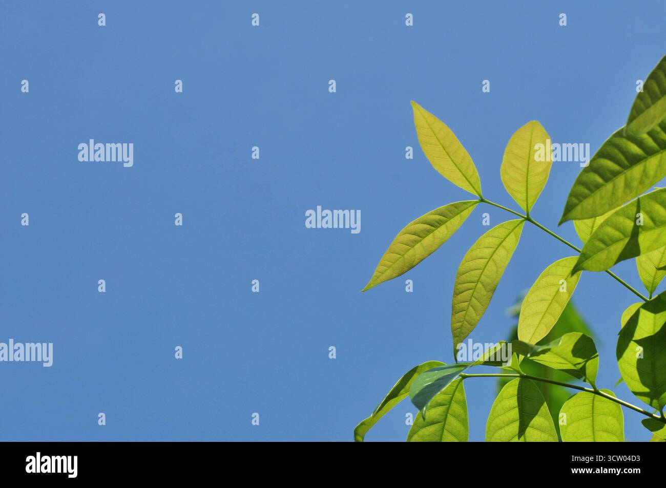Minimal green leaf branch hi-res stock photography and images - Alamy