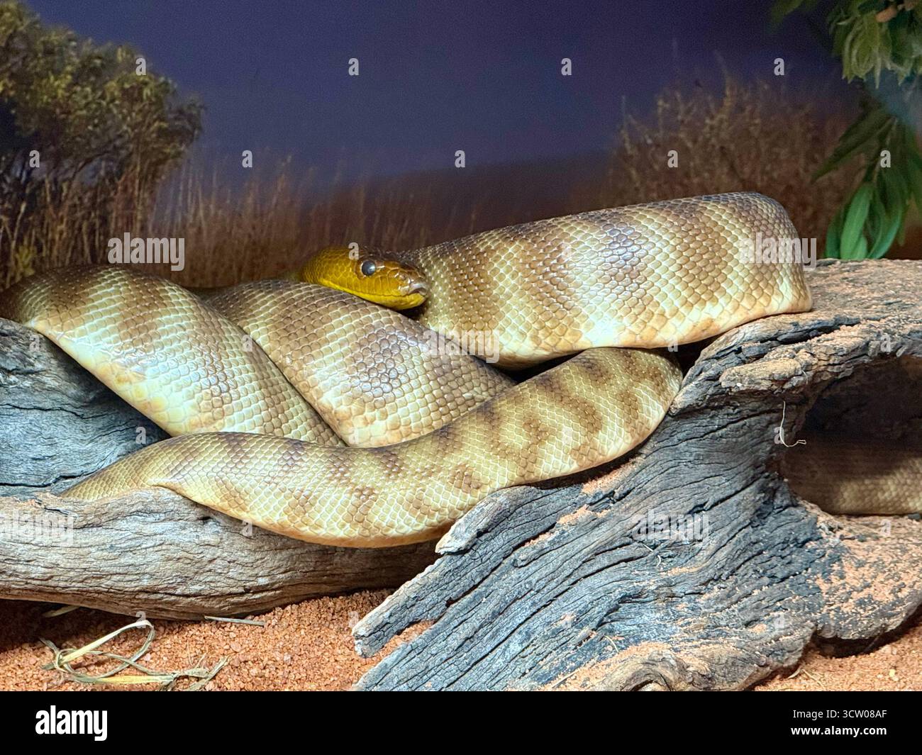Perth, Australia. 17th Sep, 2025. A Woma python snake (Aspidites ...