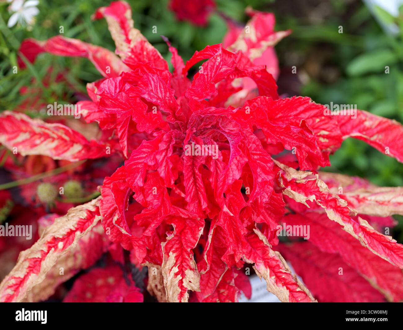 Red amaranth leaves of the tricolor foxtail in a rosette shape. Close-up. Copyspace. Stock Photo
