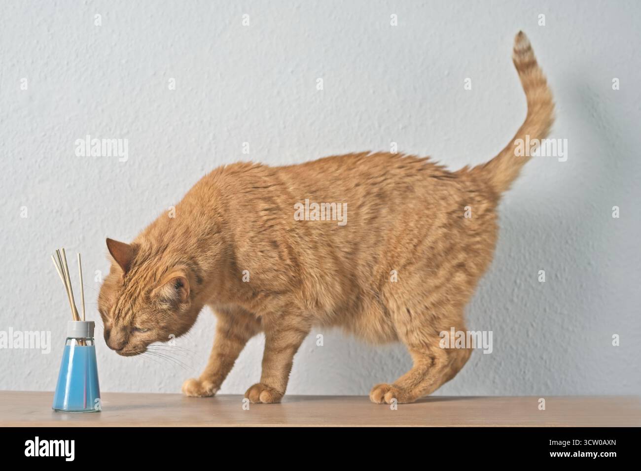 Cute Ginger cat looking curious on air freshener on the table. Stock Photo