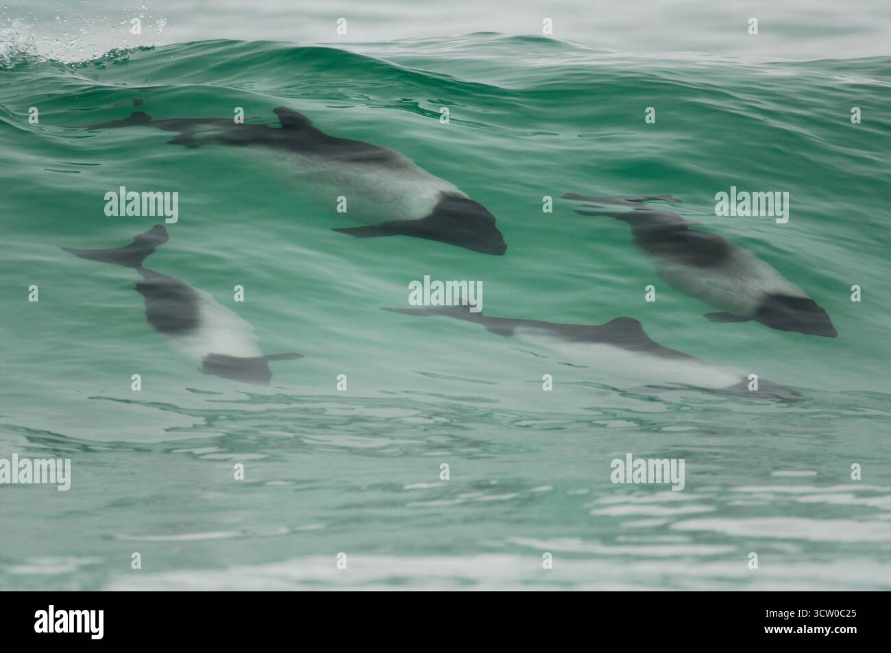 A Commerson’s dolphin (Cephalorhynchus commersonii) rides a breaking wave close to shore, using the surf for play and movement. This photo was taken o Stock Photo