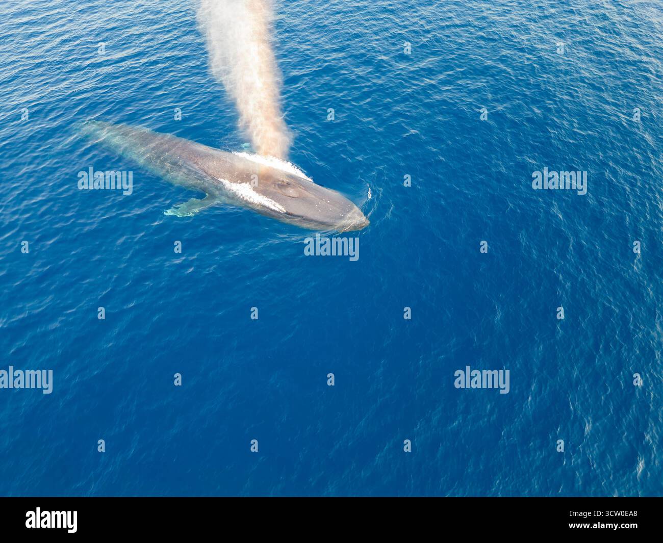A pygmy blue whale, Balaenoptera musculus brevicauda, at the surface of ...