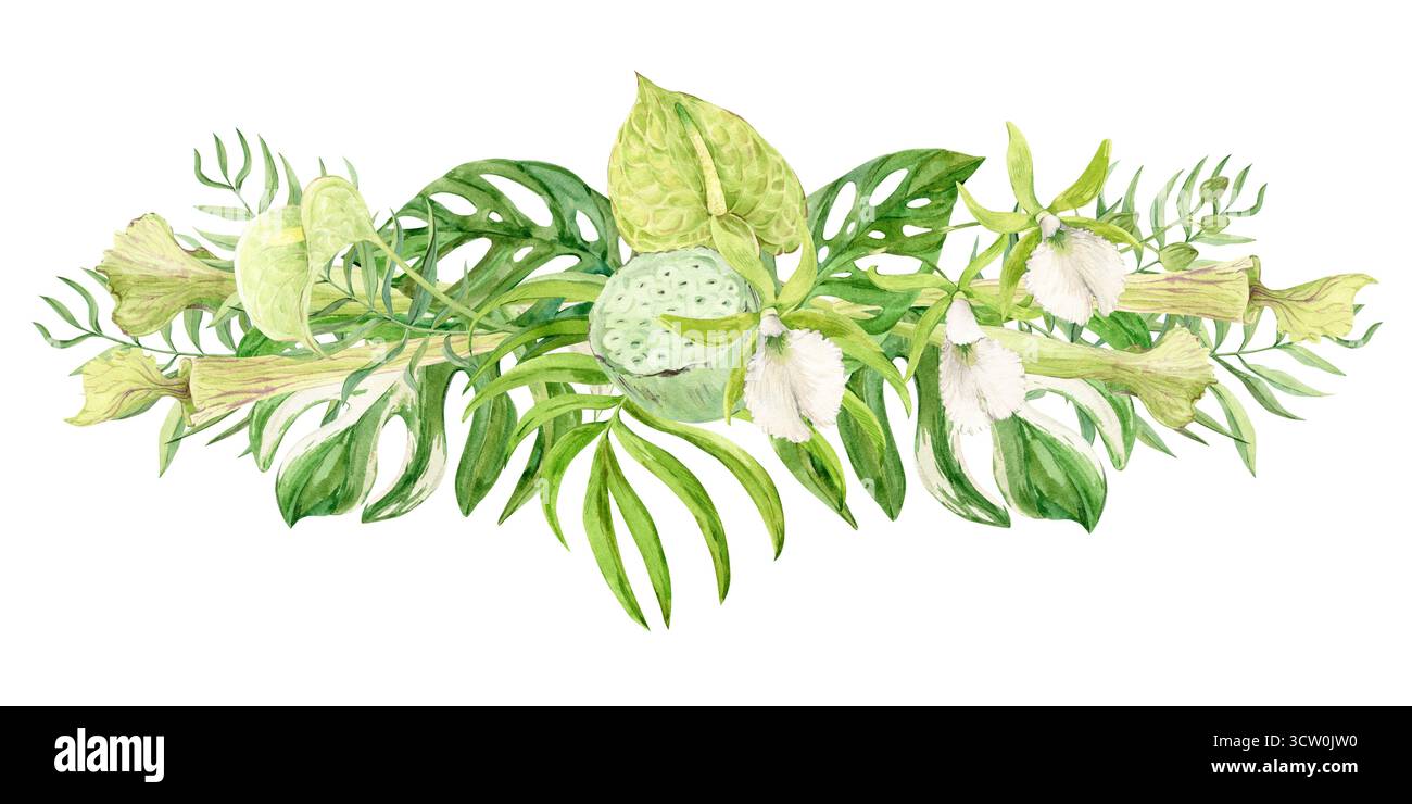 Composition of white orchids, green anthurium, sarracenia and monstera leaves. Exotic plants of tropical forests and jungles. Watercolor illustration for wedding invitations in jungle style. Stock Photo