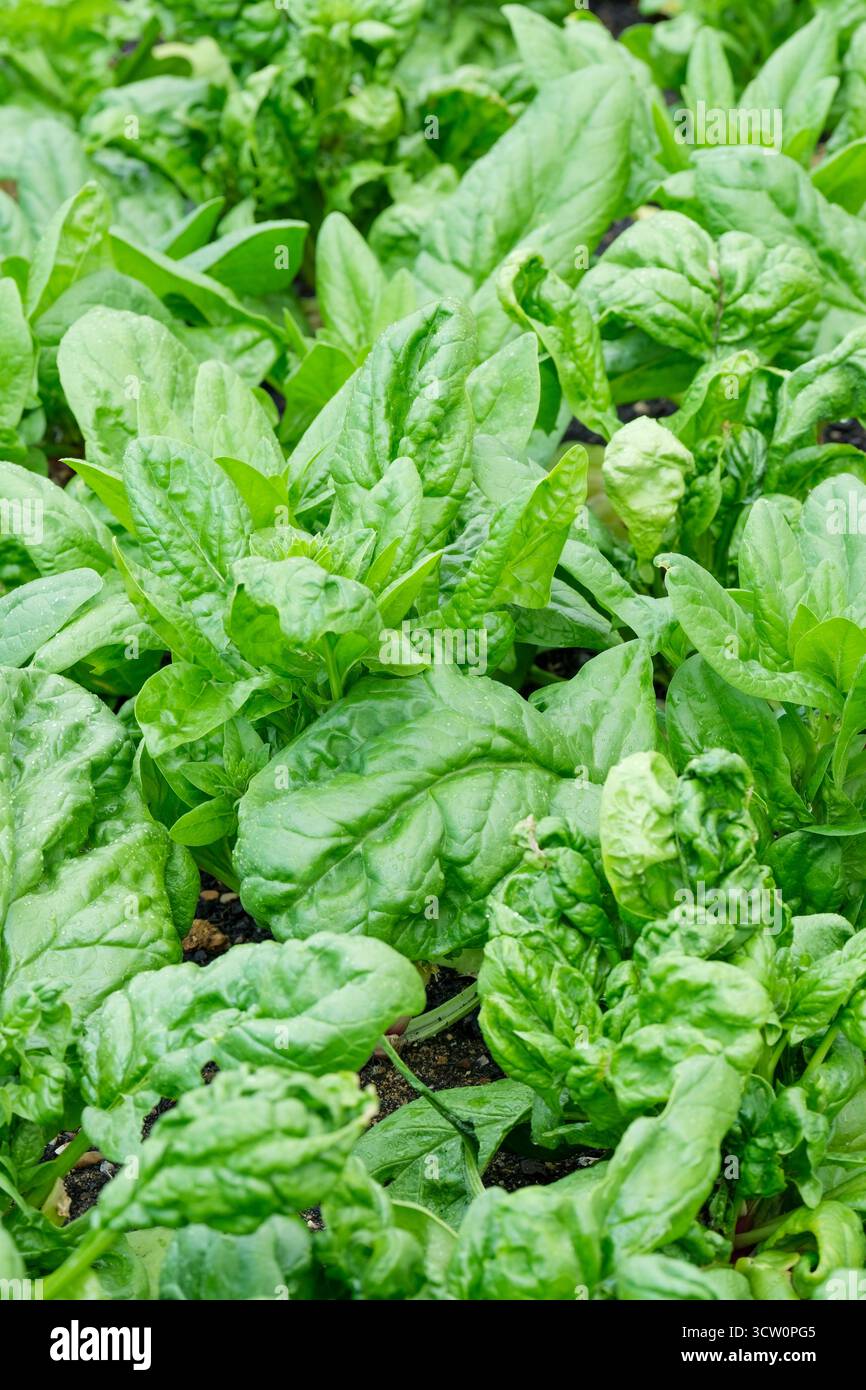 Spinacia oleracea Lazio, spinach Lazio, young plants growing in a vegetable bed Stock Photo