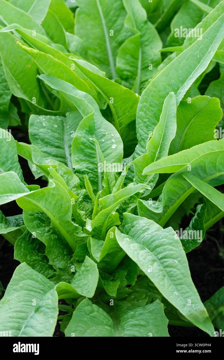Celtuce, stem lettuce, celery lettuce, Chinese lettuce, Lactuca sativa ...