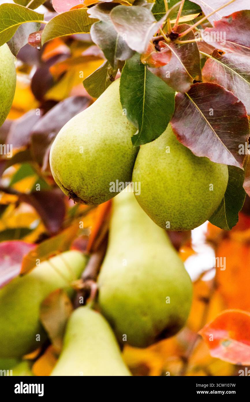 pear tree in autumn. ripe green fruits in the garden. close up of branch with hanging harvest. natural organic background of rustic orchard with color Stock Photo