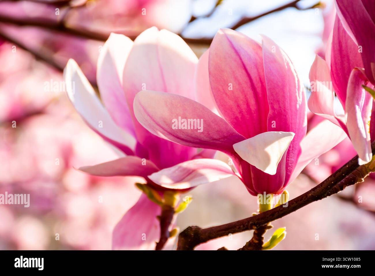 magnolia tree blooming in springtime. beautiful pink flowers of soulangeana bathing in sunlight. warm april weather Stock Photo