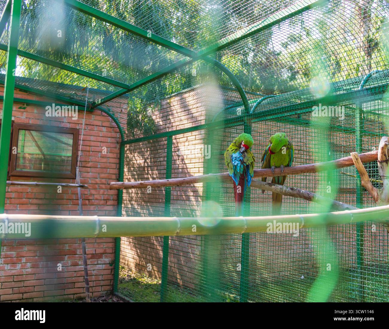 Image showcasing Shot of the military Macaw in the aviary Stock Photo - Alamy