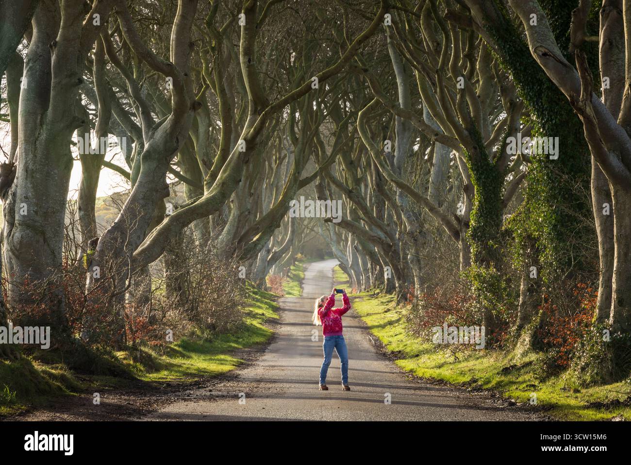 Young woman photographing the Dark Hedges trees, County Antrim, Northern Ireland.  Spring (March) 2024. Stock Photo