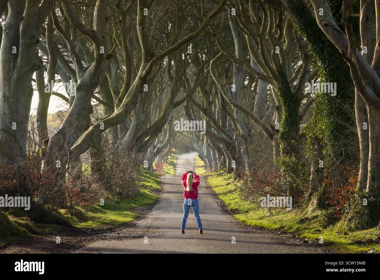 Young woman photographing the Dark Hedges trees with smart phone, County Antrim, Northern Ireland.  Spring (March) 2024. Stock Photo