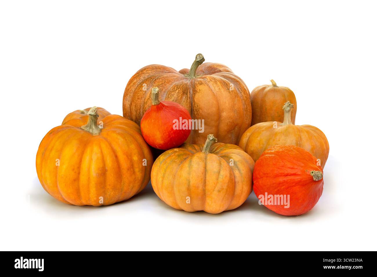 Fresh raw nutmeg pumpkins and red kuri pumpkin ( hokkaido ) on a white background with space for text Stock Photo
