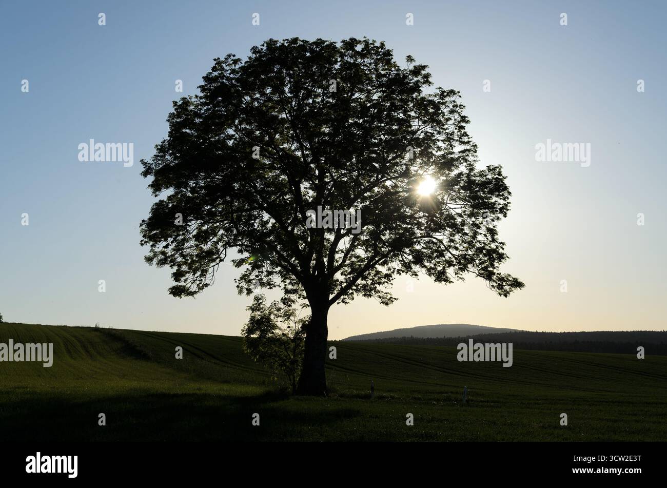 Silhouette tree against setting hi-res stock photography and images - Alamy