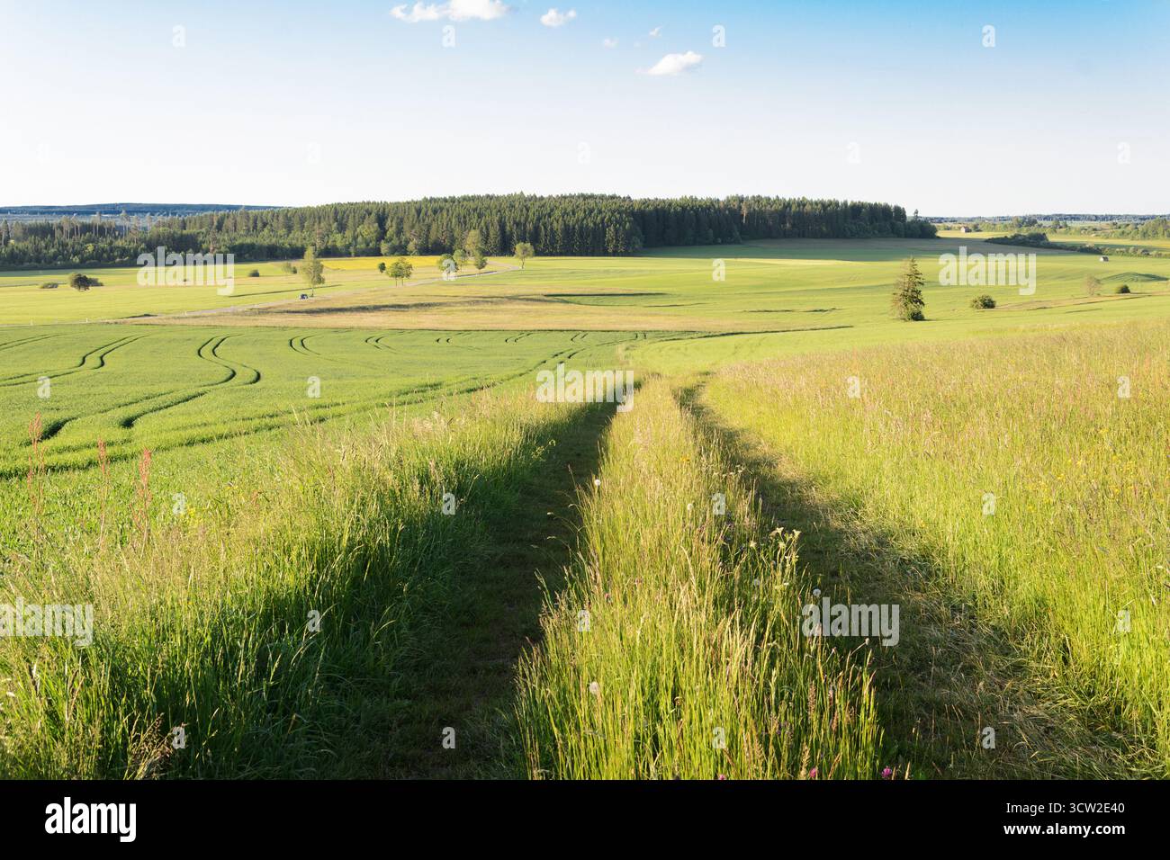 Woodland path leading through lush hi-res stock photography and images ...