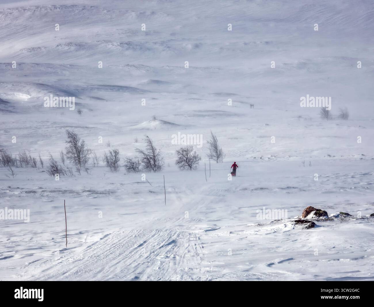 A solitary figure in red navigates a harsh, wind-swept, snow-covered arctic landscape during a whiteout or blizzard. Extreme winter conditions prevail Stock Photo