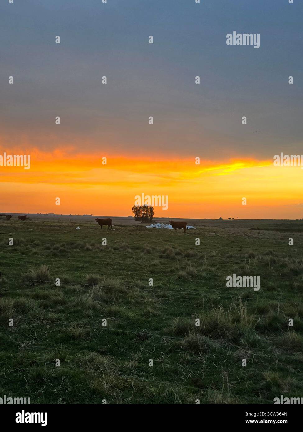 Beautiful pictures of nature at its golden best, farm land in south africa with beautiful back drops - Smartphone Captured Stock Image