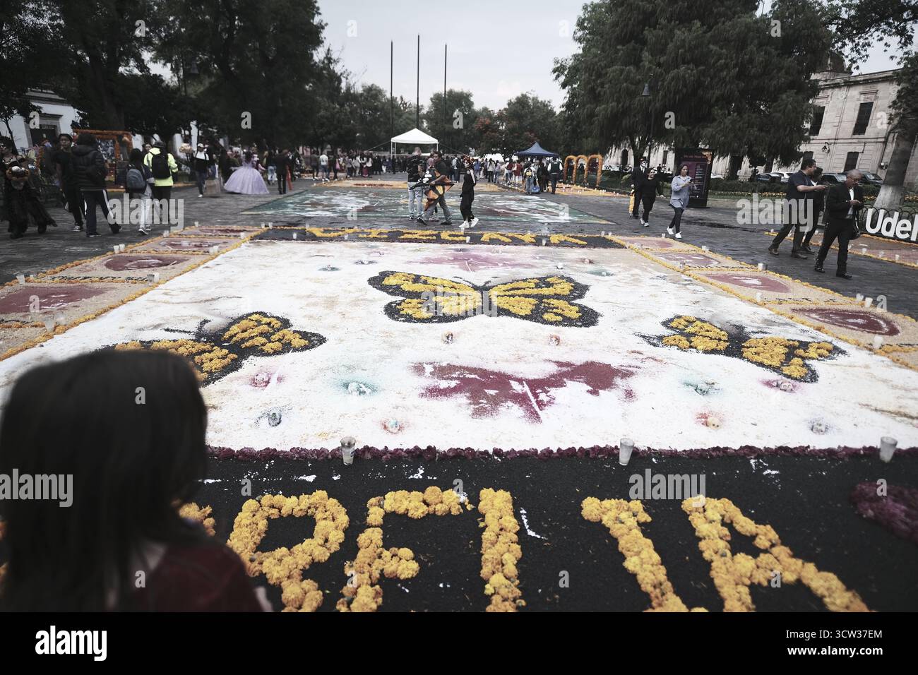 Morelia, Michoacán. Día de Muertos. Groups of people design and install their altars with cempasuchil flowers on the public space. Stock Photo
