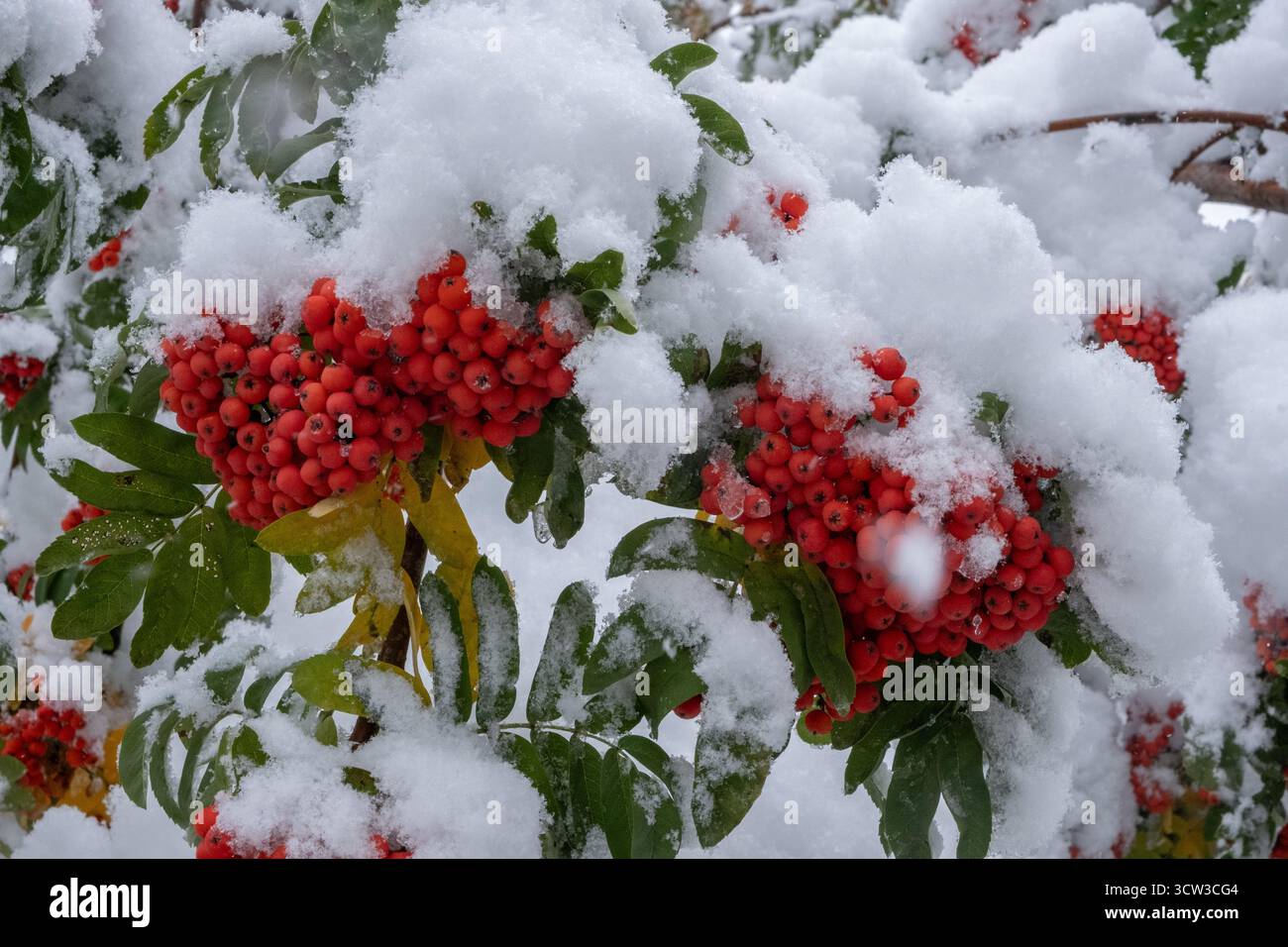 Red rowan berries under first snow on branches tree Stock Photo