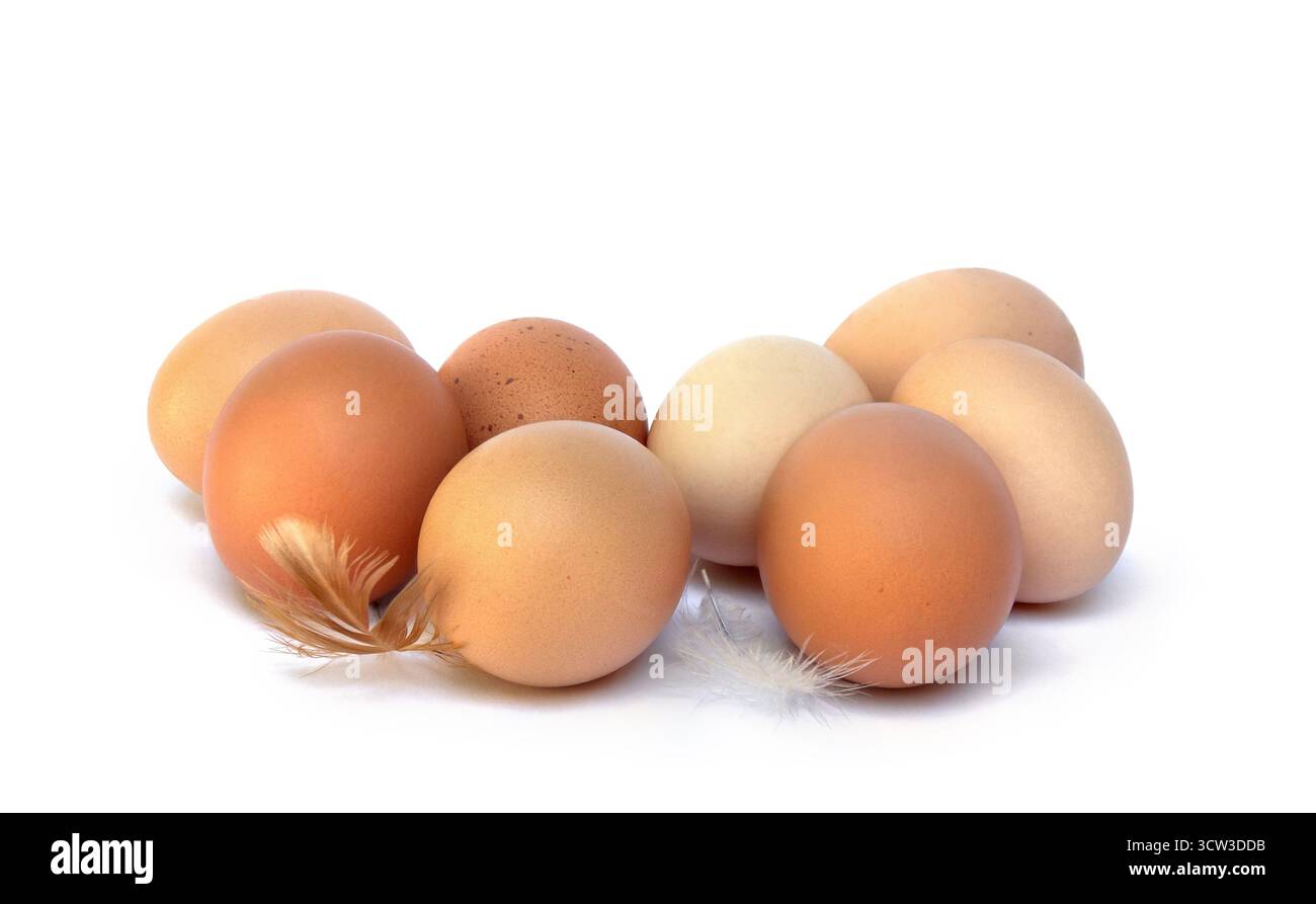 Farm brown eggs with feather on a white background with space for text. Rustic view Stock Photo