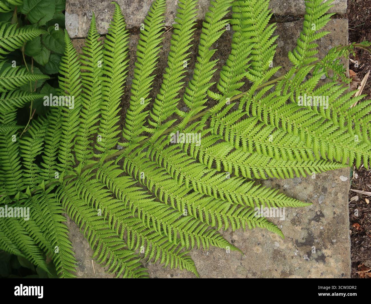 Close-up of the fronds of a fern with its architectural structure that is grown in shady or damp areas of the garden. Stock Photo