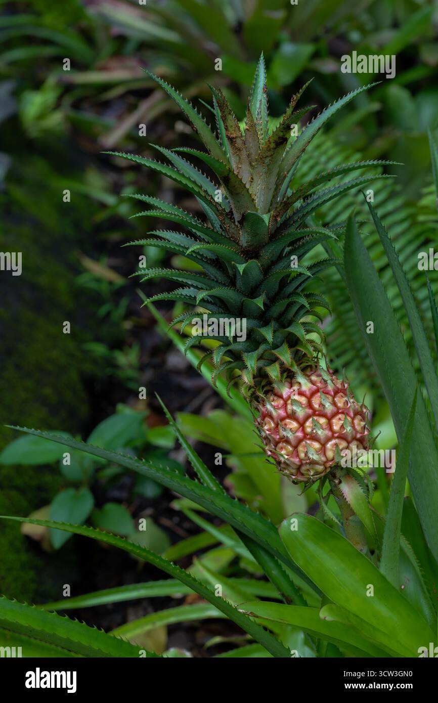 Developing Pineapple (Ananas comosus) Fruit Stock Photo