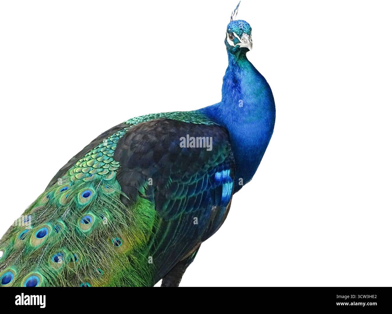 Peacock isolated on white background Stock Photo