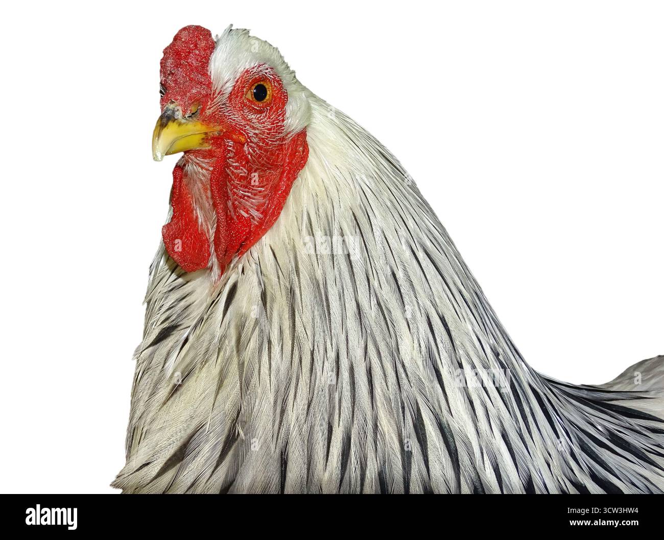 Brahma chicken isolated on white background Stock Photo