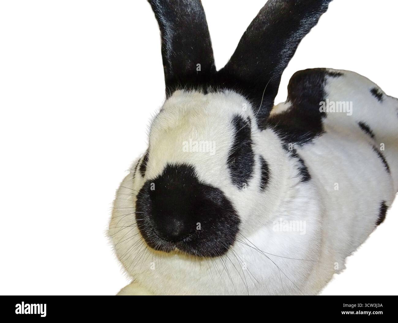 White rabbit with black spots isolated on white background Stock Photo