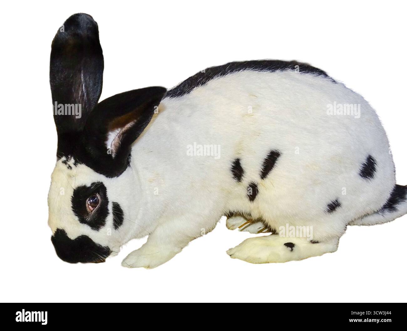 White rabbit with black spots isolated on white background Stock Photo