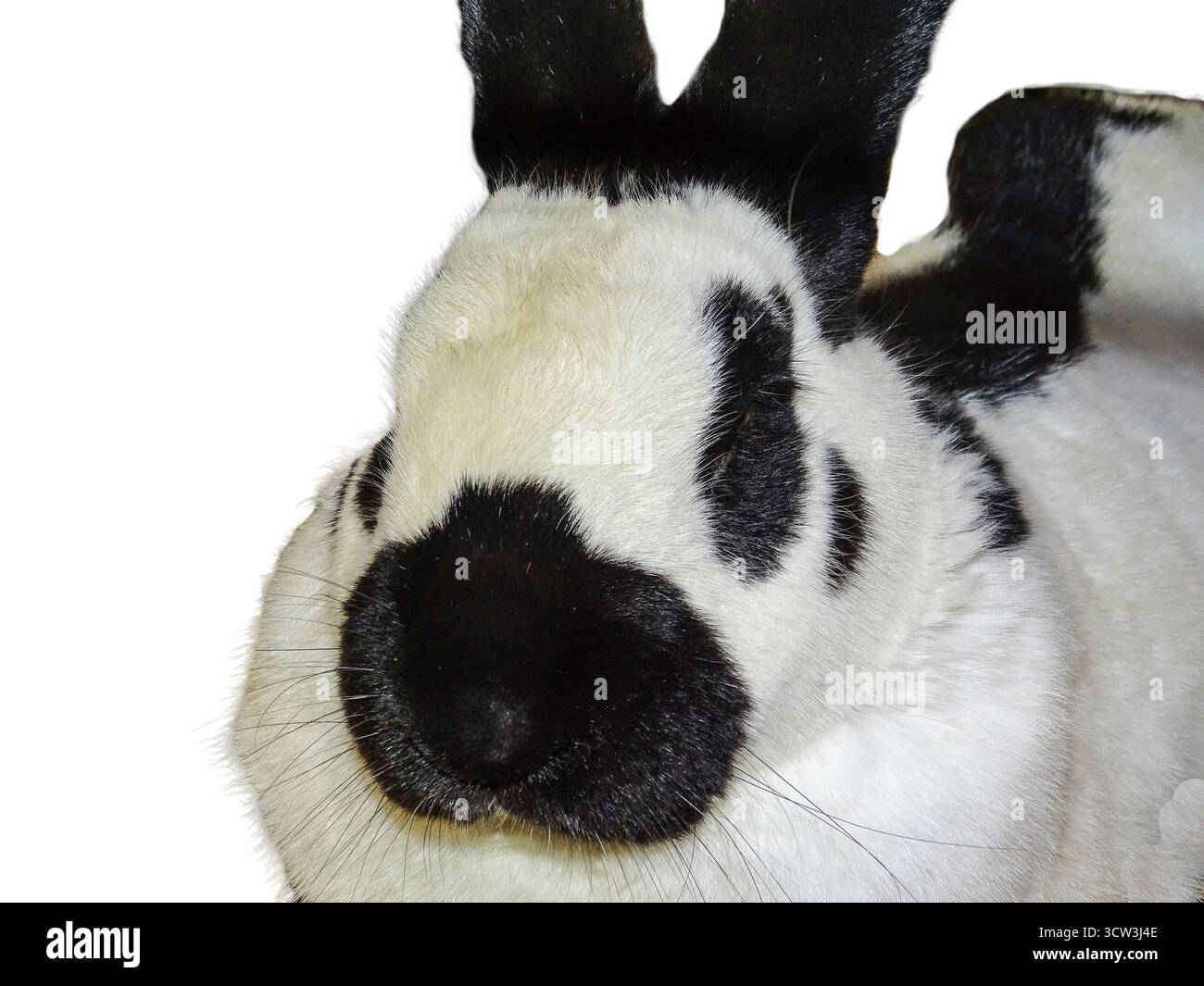 White rabbit with black spots isolated on white background Stock Photo