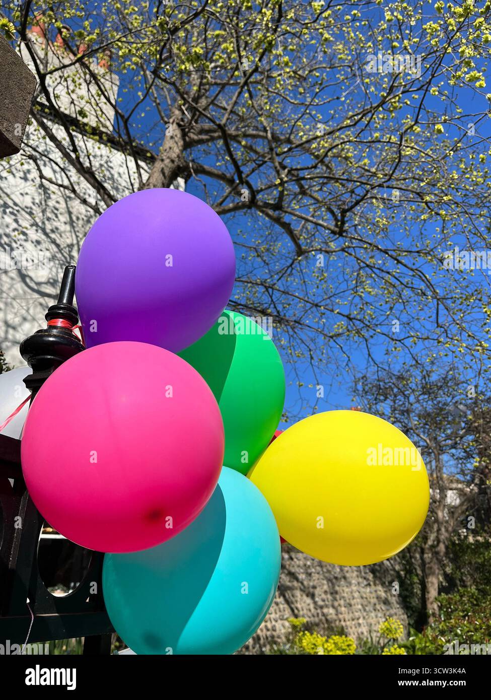 Different colour balloons in the park in spring. Yellow, green, blue, violet and pink balloons. - Smartphone Captured Stock Image