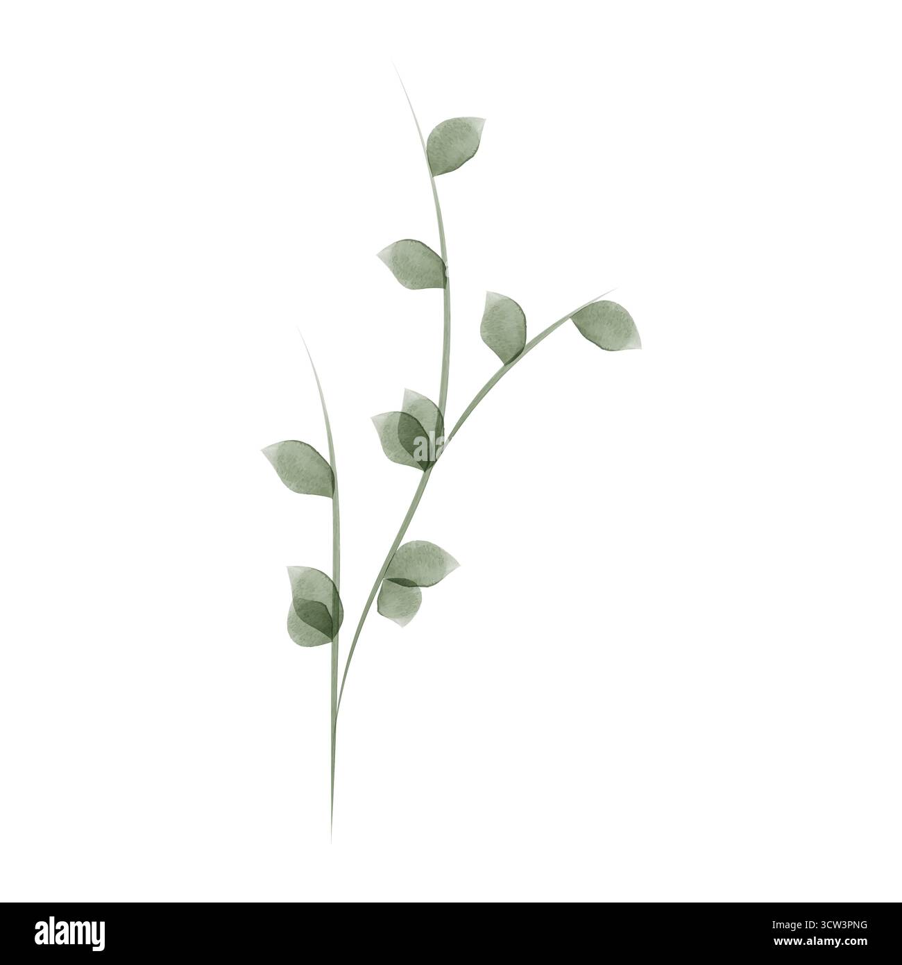 A simple botanical illustration created with watercolor. A light green ...