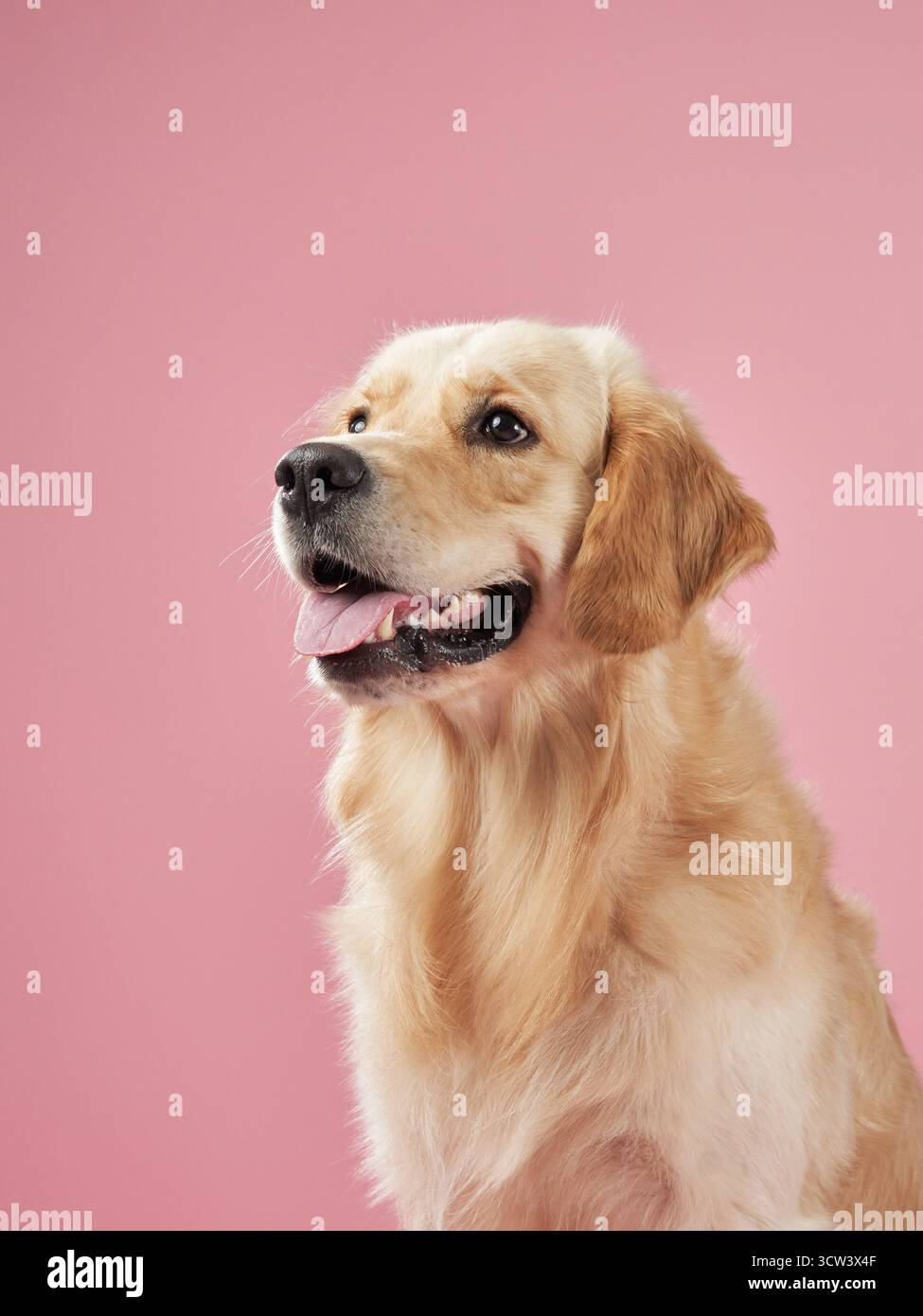 A Golden Retriever looks upward with a cheerful expression against a pink background, exuding friendliness. The image captures the dog joyful and Stock Photo