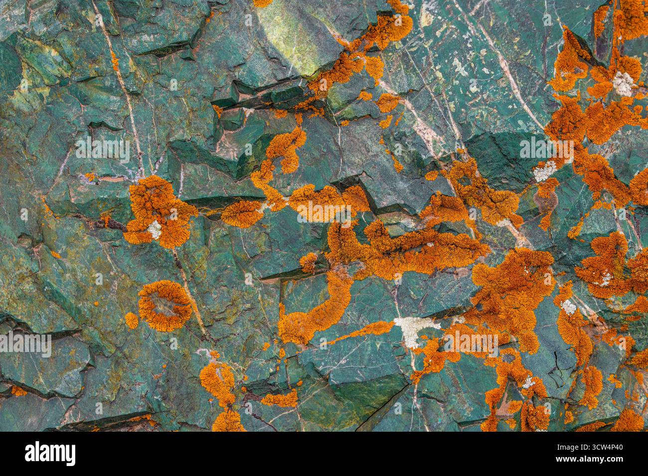 Orange lichen on a green textured sedimentary metamorphic rock surface ...