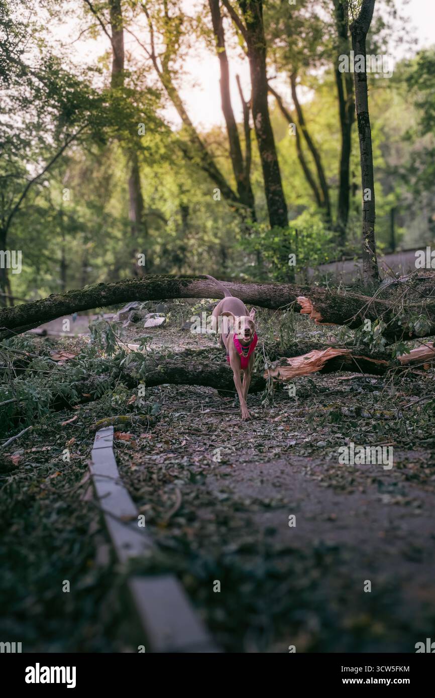Active Weimaraner dog running towards the camera in a sunny forest clearing, moving past a pile of storm-felled trees and leafy debris Stock Photo