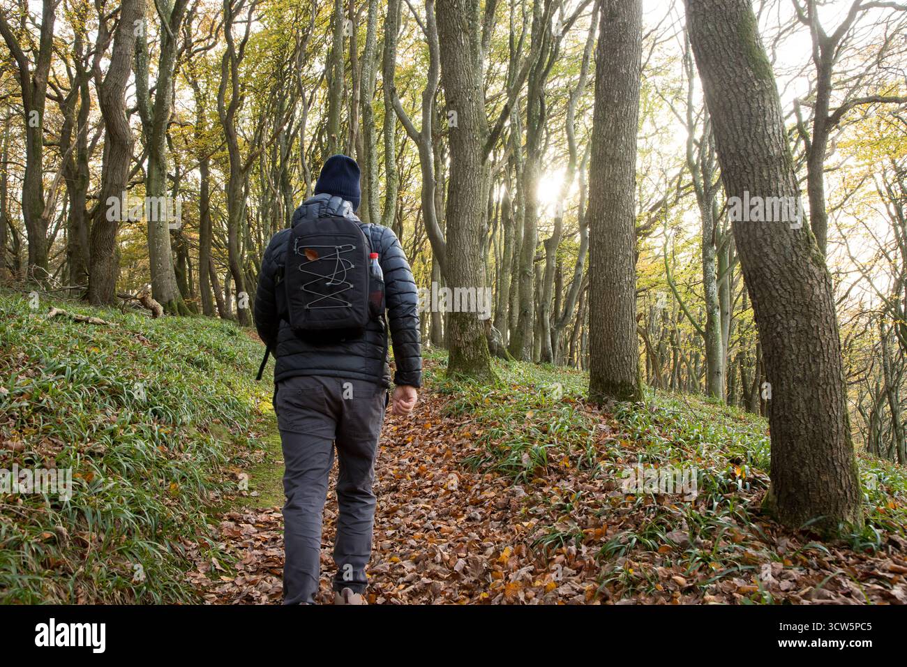 man walking in beautiful forest with sunbeams through the trees and ...
