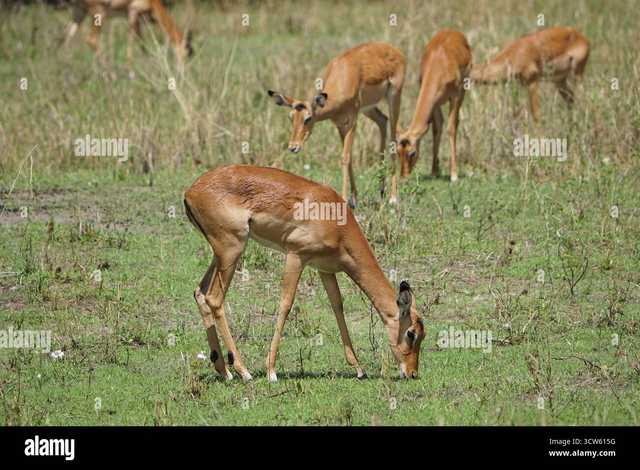 Gazelle birth hi-res stock photography and images - Alamy