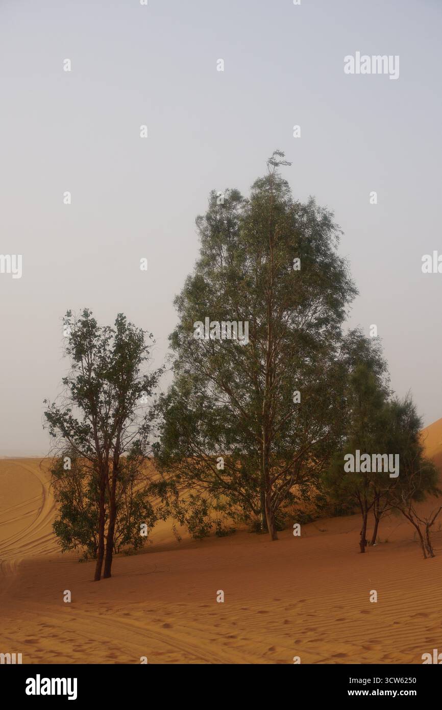 Trees in the Sahara desert Stock Photo - Alamy