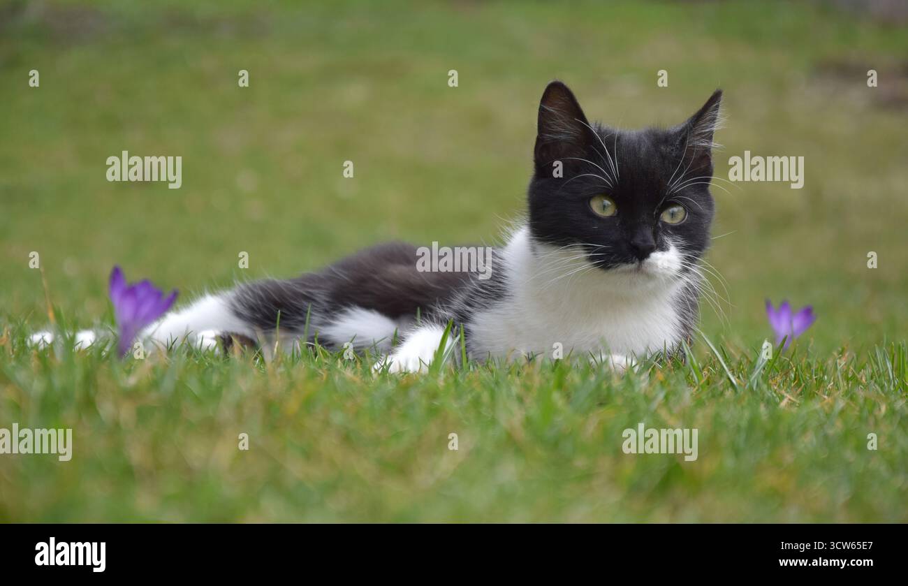 Black cat lying on grass hi-res stock photography and images - Alamy